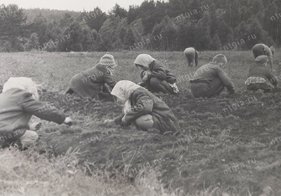 Школьники, отдыхающие в загородном пионерском лагере «Лесной ручеек» во время полевых работ.  1972 г. (Коллекция фотодокументов. К-1.Оп.1ФА.Д.90.Л.28)