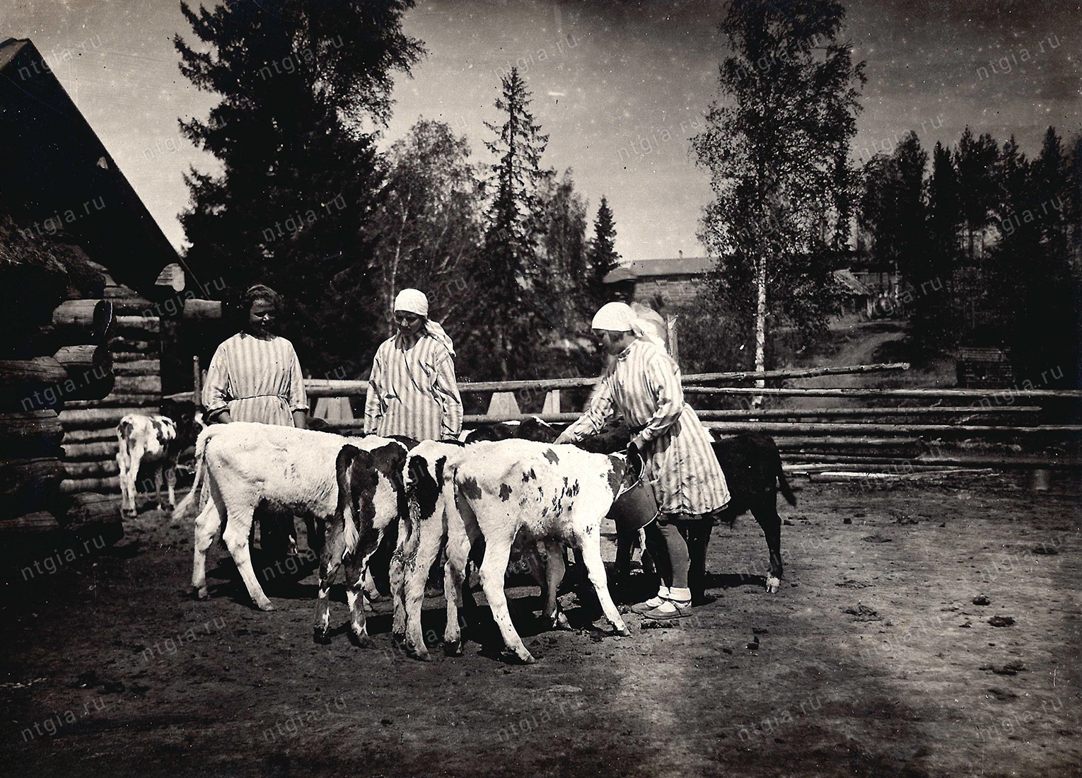 Доярки и телята племенного совхоза № 143. 1930-е гг. (НТГИА. Ф.549. Оп.1. Д.30. Л.4)