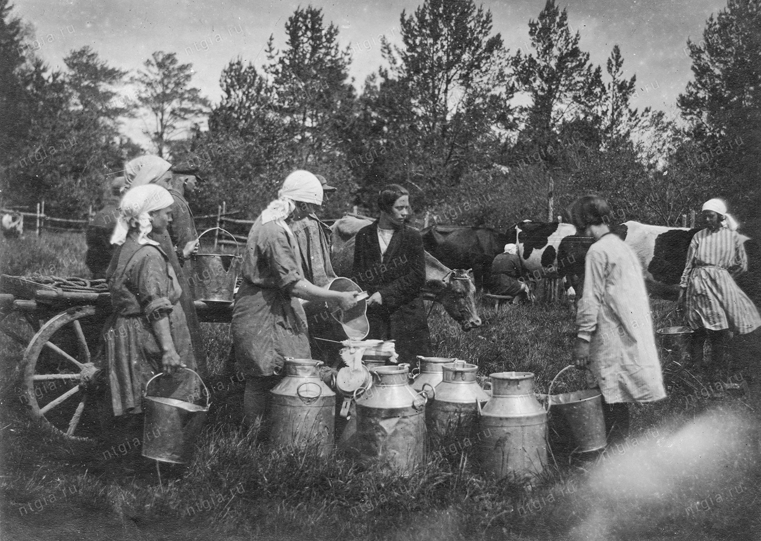Дойка коров в племенном совхозе № 143. 1930-е гг.	(НТГИА. Ф.549. Оп.1. Д.31. Л.2)