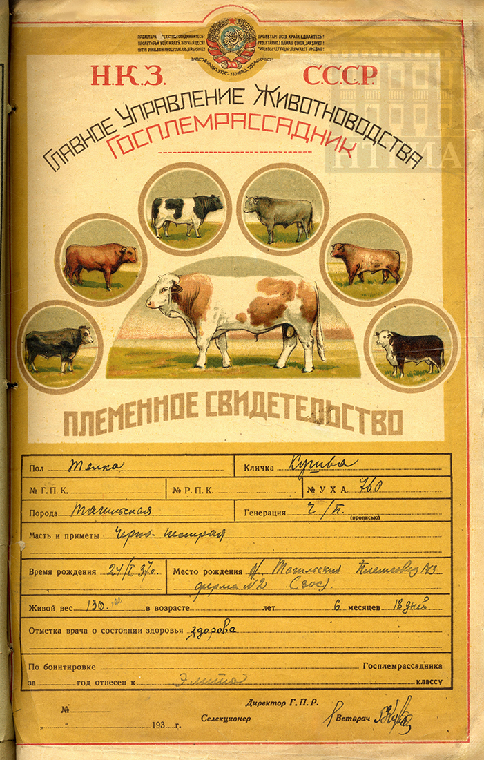 Племенное свидетельство Главного управления животноводства Министерства совхозов СССР. [1930-е годы] (НТГИА. Ф.488. Оп.1. Д.21. Л.15)